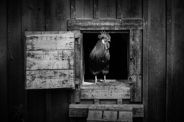 A close up of rooster at a chicken coop