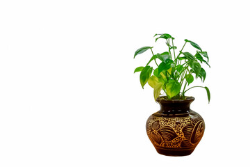 The nangkwak or  Alocasia cucullata plant is planted in a brown flower vase on a white background, Nang Kwak is a tree green leaf Will bring good fortune and wealth to the people, space for text.