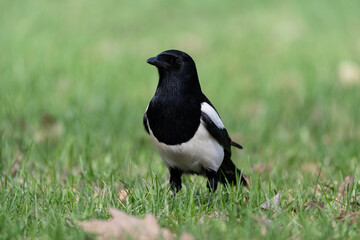 Magpie in the green grass, portrait of a bird