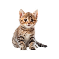 Kitten. Isolated on transparent background.