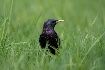 starling, portrait of a bird, Sturnus vulgaris in Belarus