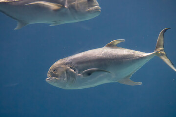 Fototapeta premium Fish swimming under water