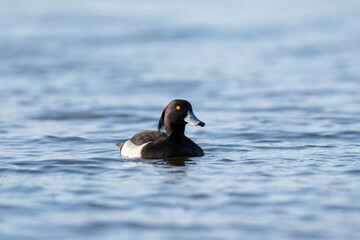 Tufted duck in the water, Aythya fuligula male