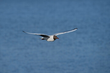 Black-headed gull in flight, bird flying over water