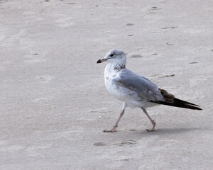 Seagull at a sandy beach