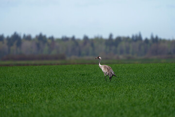 Common crane in the green grass