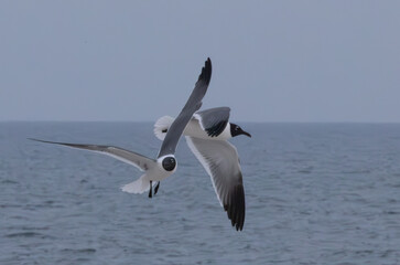 Seagull flying over the ocean