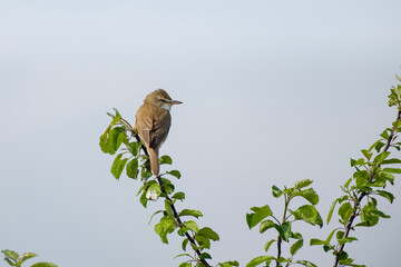 Great reed warbler sitting on the branch, Acrocephalus arundinaceus in Belarus