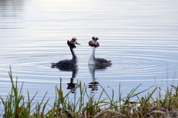 Great crested grebes courtship dance, two birds in the water