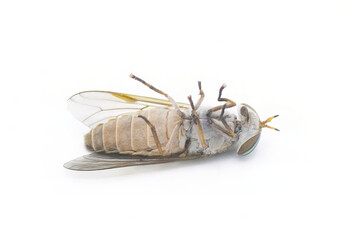 striped horse fly - Tabanus lineola - species of biting yellow horse fly. It is known from the eastern and southern United States and the Gulf coast of Mexico isolated on white background bottom view