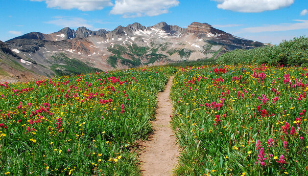 Rocky Mountain Wildflowers, Durango, Colorado