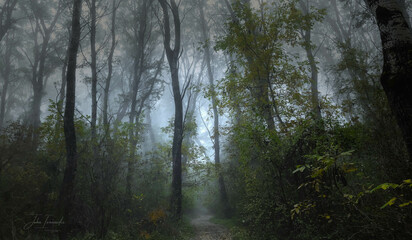 Fototapeta premium fog in the forest