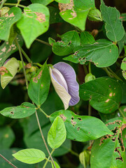 Centrosema virginianum is a species of butterfly pea plant from the Fabaceae family.