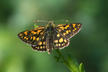 An arctic skipper (Carterocephalus palaemon) in resting position