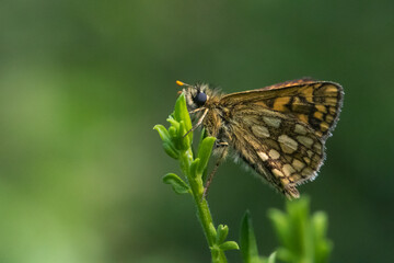 An arctic skipper (Carterocephalus palaemon) in resting position