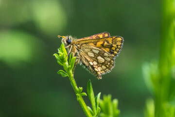 An arctic skipper (Carterocephalus palaemon) in resting position
