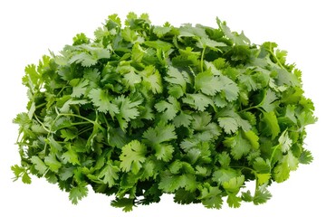 Fresh cilantro bouquet with lush leaves isolated on white background