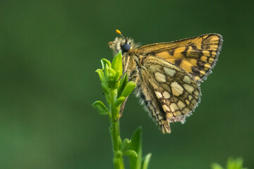 An arctic skipper (Carterocephalus palaemon) in resting position