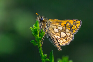 An arctic skipper (Carterocephalus palaemon) in resting position