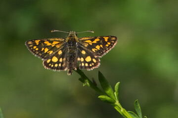 An arctic skipper (Carterocephalus palaemon) in resting position