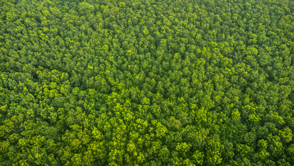 Aerial top view green forest and green trees in rural Altai, Drone photo.rain forest, Aerial view...