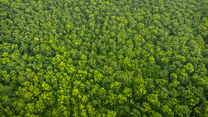 Aerial top view green forest and green trees in rural Altai, Drone photo.rain forest, Aerial view road in nature, Ecosystem and healthy environment.