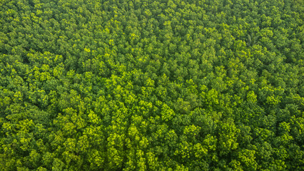 Aerial top view green forest and green trees in rural Altai, Drone photo.rain forest, Aerial view...