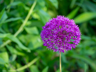 Purple allium ball on a green background. Blooming flower allium echinops thistle. Blooming violet onion plant in garden
