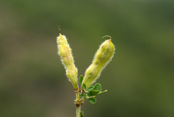 Fresh seedpods of hairy thorny broom or spiny broom (Calicotome villosa),  a small shrubby tree native to the Mediterranean region. 