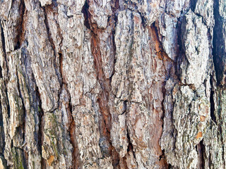 樹皮のクローズアップ