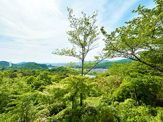 山腹から見る木々と空模様