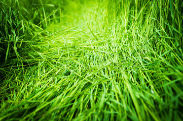 Trampled long grass in a farm meadow. The compressed grass is caused by an unofficial path at the perimeter of the meadow.