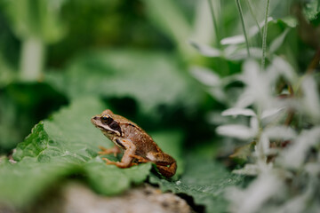 Frosch sitzt auf Blatt im Garten