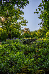 green forest in the morning
