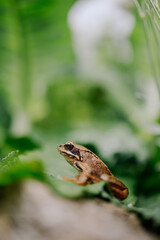 Frosch sitzt auf Blatt im Garten