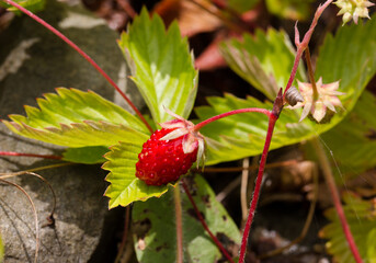 Owoce poziomki na zielonych liściach 