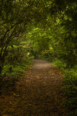 Obraz premium path in the woods