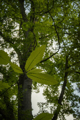 green forest in the morning