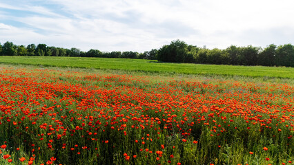 Vast field of blooming red poppies stretches towards the horizon