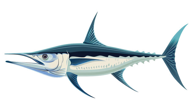 recommend clip art: Realistic illustration of a marlin fish with a long snout and streamlined body, showcasing its vibrant blue and white colors.