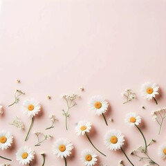 Fototapeta premium Minimal styled concept. White daisy chamomile flowers on pale pink background. Creative lifestyle, summer, spring concept. Copy space, flat lay, top view.