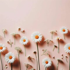 Obraz premium Minimal styled concept. White daisy chamomile flowers on pale pink background. Creative lifestyle, summer, spring concept. Copy space, flat lay, top view.