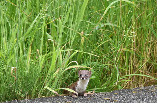 Mauswiesel am Wegesrand 