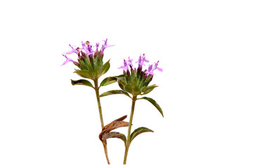 Wild Persian black basil (Ziziphora persica) in May