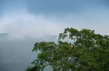 The great hornbill bird, Buceros bicornis, also known as the concave-casqued hornbill, great Indian...