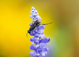 A Great Black Wasp stretching its legs while resting atop a Mealy Sage flower top. Viewed at close...