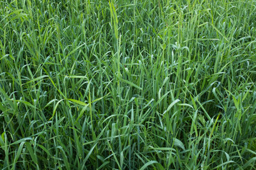 Green grass field, close-up. Summer grassy background for publication, design, poster, calendar, post, banner, cover, website. High quality photo