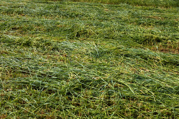 Mown green grass, close-up. Summer field background for publication, poster, screensaver,...