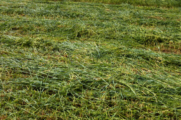 Mown green grass, close-up. Summer field background for publication, poster, screensaver, wallpaper, postcard, banner, cover, post. High quality photo