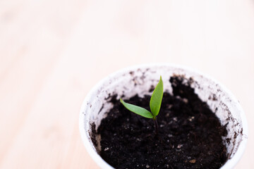 Green sprout growing on white blurred background. Pepper seedlings in a glass on light backdrop. Young plant for publication, poster, calendar, post, screensaver, wallpaper, cover. Photo
